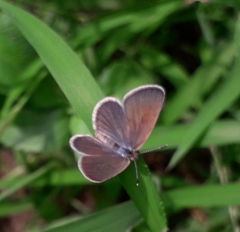 Zizeeria karsandra