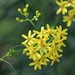 Fireweed Groundsel - Photo (c) Arthur Chapman, some rights reserved (CC BY-NC-SA), uploaded by Arthur Chapman