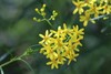 Fireweed Groundsel - Photo (c) Arthur Chapman, some rights reserved (CC BY-NC-SA), uploaded by Arthur Chapman