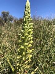 Pterygodium inversum