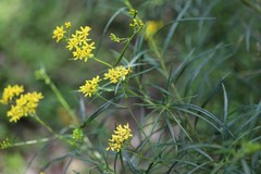 Senecio linearifolius linearifolius