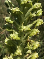 Pterygodium inversum