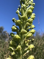 Pterygodium inversum