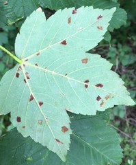 Aceria pseudoplatani