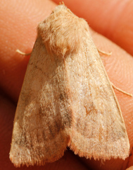 Xylenini
