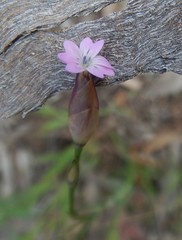 Petrorhagia nanteuilii
