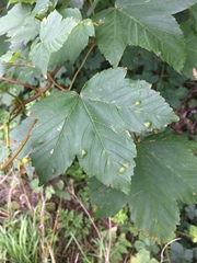 Aceria pseudoplatani