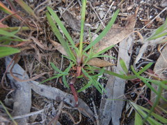 Petrorhagia nanteuilii