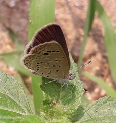 Zizeeria karsandra