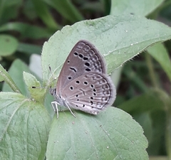 Zizeeria karsandra