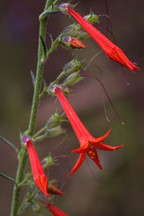 Ipomopsis aggregata formosissima