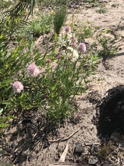 Ptilotus drummondii