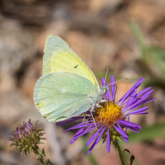 Colias alexandra