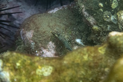 Rhynchocinetes serratus