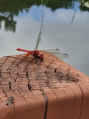 Sympetrum speciosum