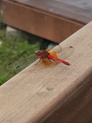 Sympetrum speciosum