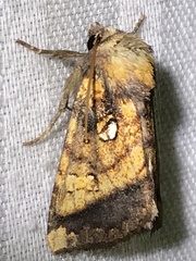 Papaipema harrisii