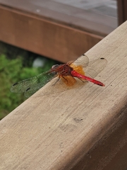 Sympetrum speciosum