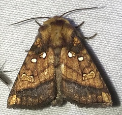 Papaipema harrisii