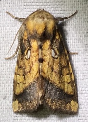 Papaipema harrisii