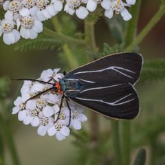 Ctenucha cressonana
