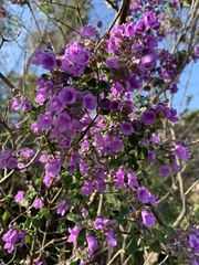 Prostanthera rotundifolia