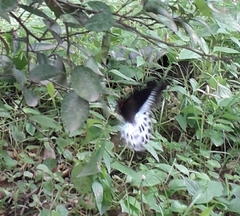 Papilio polymnestor