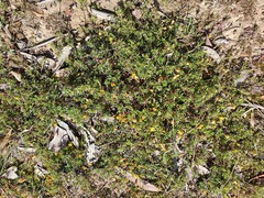 Pultenaea pedunculata
