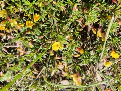 Pultenaea pedunculata