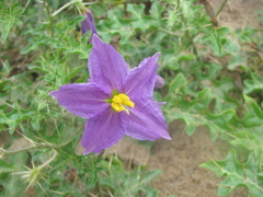 Solanum virginianum
