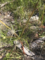Eryngium pinnatifidum