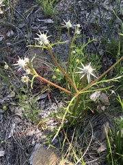 Eryngium pinnatifidum