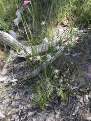 Eryngium pinnatifidum