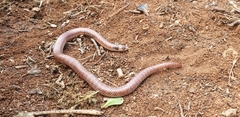 Brachyurophis australis