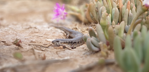 Slender Bluetongue, Cyclodomorphus venustus