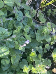 Lobelia ardisiandroides
