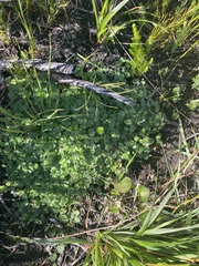 Lobelia ardisiandroides