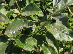 Erysiphe magnifica