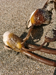 Laminaria yezoensis