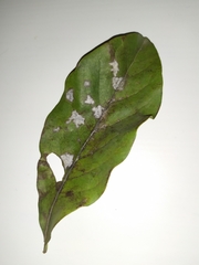 Erysiphe magnifica