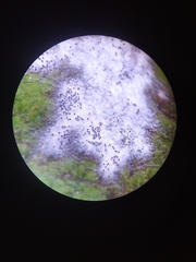 Erysiphe magnifica