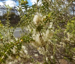 Melaleuca acuminata