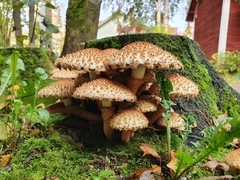 Pholiota