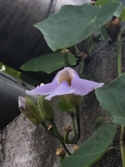 Thunbergia grandiflora