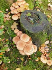Pholiota