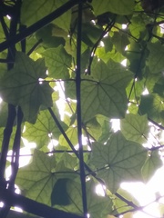 Thunbergia grandiflora