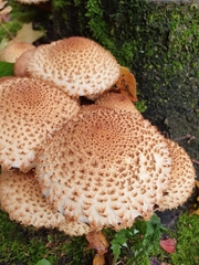 Pholiota