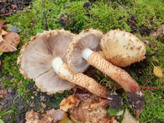 Pholiota