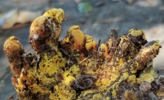 Buchwaldoboletus sphaerocephalus