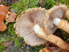 Pholiota
